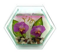 Свеча гелевая Орхидея Калипсо 22х17х4см
